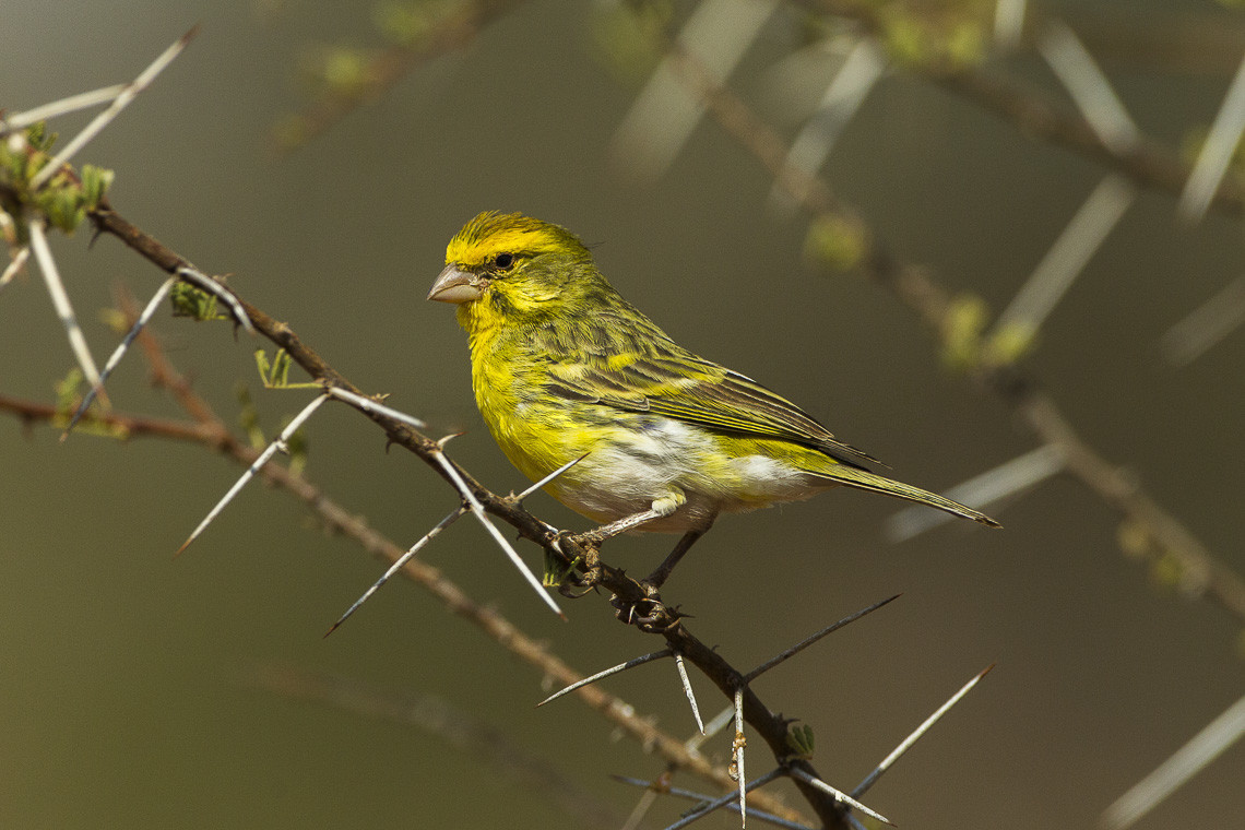 image White-bellied Canary